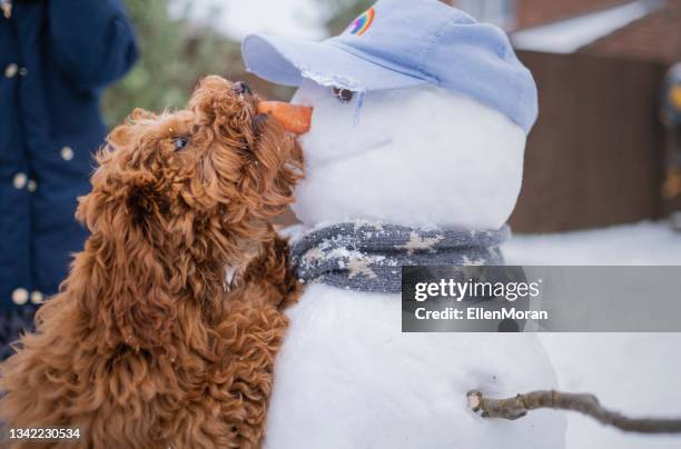 schneemann und hund - dog stealing food stock-fotos und bilder