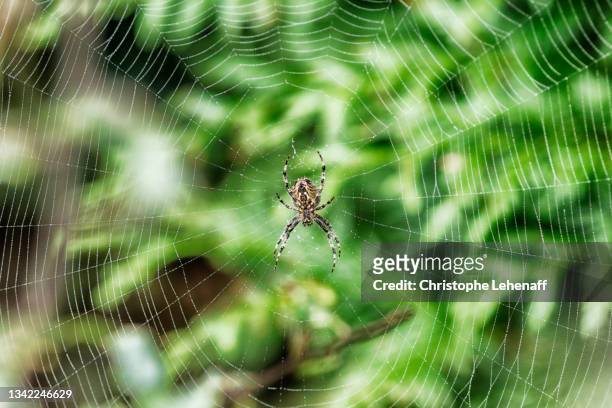 spider sword tiara on its web - aranha de jardim - fotografias e filmes do acervo