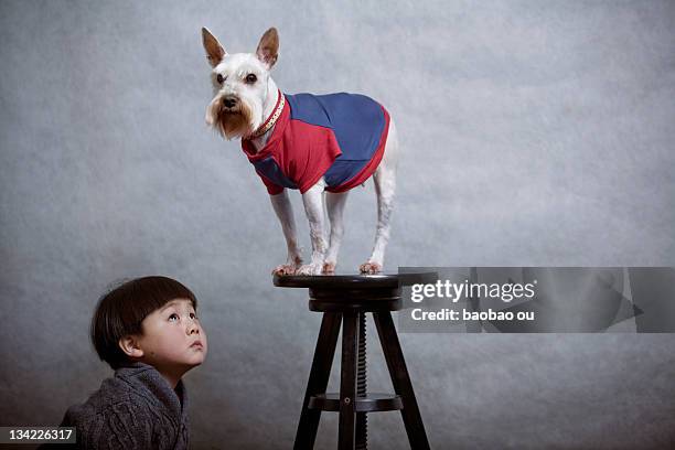little boy looking up at his puppy - stool stock pictures, royalty-free photos & images