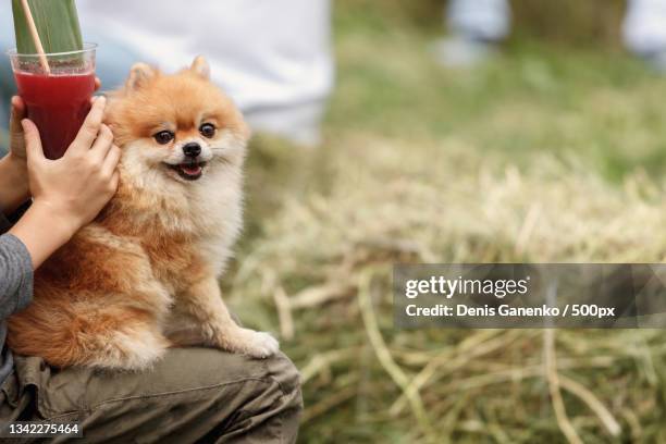 happy dog having a nice time in the city,germany - spitz type dog stock pictures, royalty-free photos & images