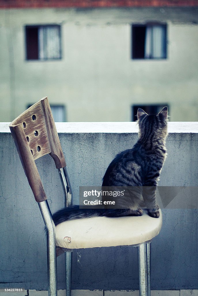 Cat sitting on chair