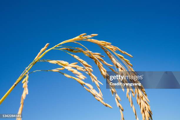 Golden Rice Stalks Rice Stalks Photos and Premium High Res Pictures - Getty Images