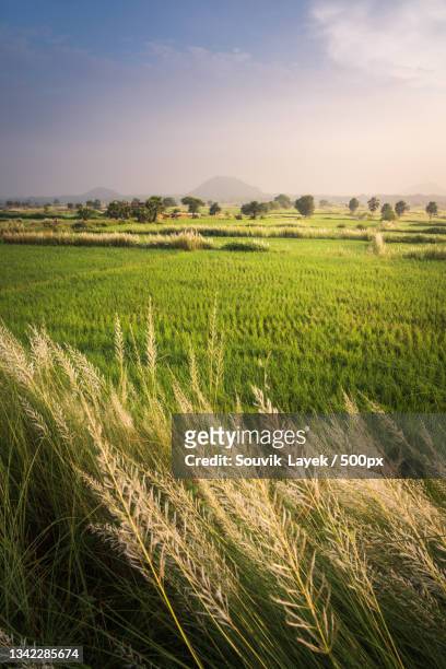 scenic view of agricultural field against sky,west bengal,india - west bengal stock-fotos und bilder