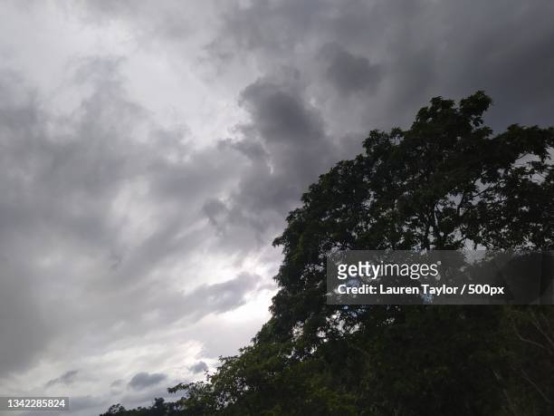 low angle view of trees against sky,jamaica - lauren taylor stock pictures, royalty-free photos & images