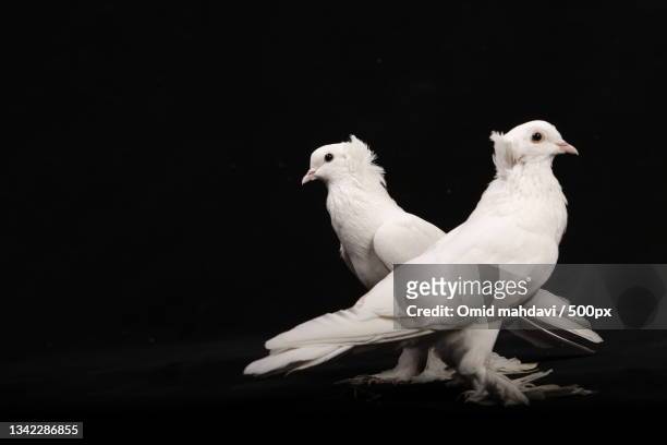 close-up of birds perching on black background,tehran province,iran - white pigeon stock-fotos und bilder