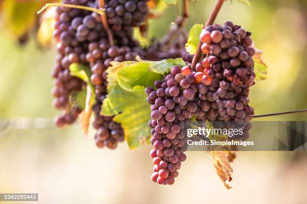 Table Grape Bunch Ripe 11,653 Grapes On Table Stock Photos, High-Res Pictures, and Images ...