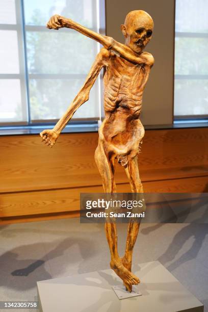 Ötzi, the glacier mummy, is displayed at the opening of the DNALC NYC at City Tech on September 24, 2021 in Brooklyn, New York.