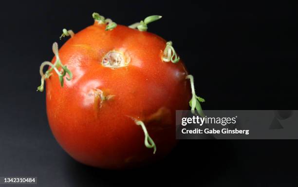 tomato vivipary - germinating stock pictures, royalty-free photos & images