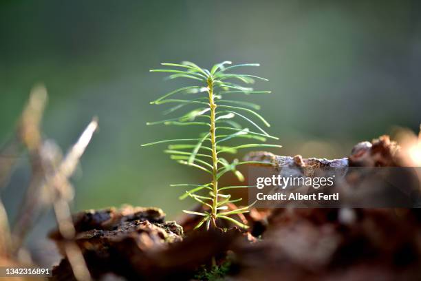 fichtenschössling - sapling stock pictures, royalty-free photos & images