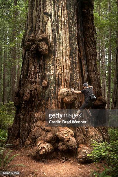 man climbing redwood tree - crescent city stock pictures, royalty-free photos & images