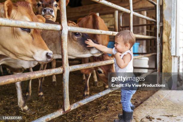 773 fotos e imágenes de Vaca Bebe - Getty Images 773 fotos e imágenes de Vaca Bebe - Getty Images