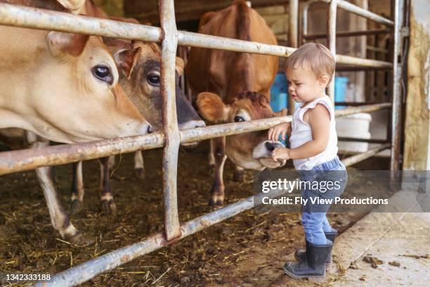 toddler girl greeting friendly cows on dairy farm - asian cow girl stock pictures, royalty-free photos & images