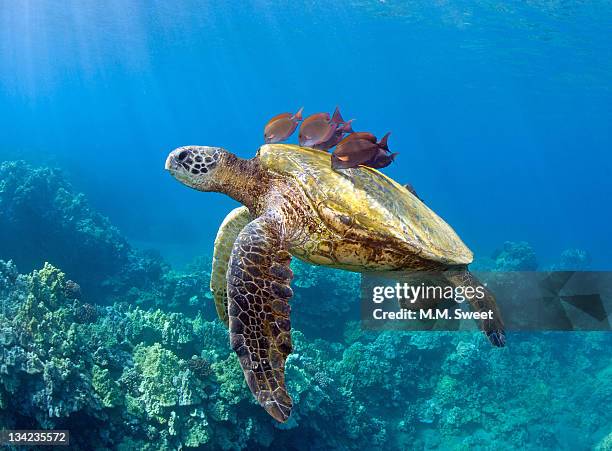 sea turtle underwater - ウミガメ ストックフォトと画像