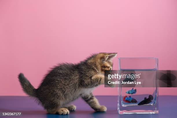 kitten trying to get at a fish - chasing stockfoto's en -beelden