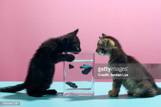 two cat fighting for a fish tank - cat studio stock pictures, royalty-free photos & images