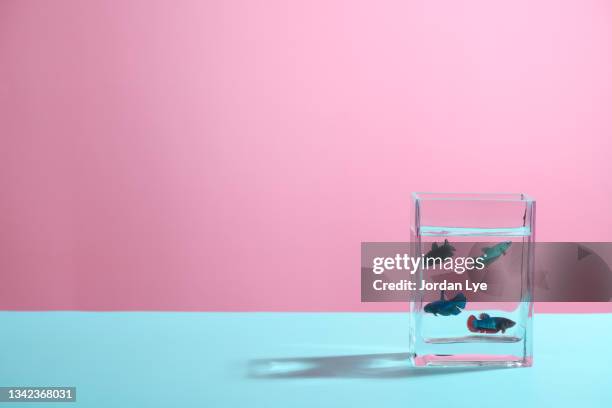 siamese fighting fish tank on color background - goldfish bowl stock pictures, royalty-free photos & images