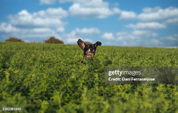 black dog plays in the grass jumping. concept of freedom and joy - emerald green stock pictures, royalty-free photos & images