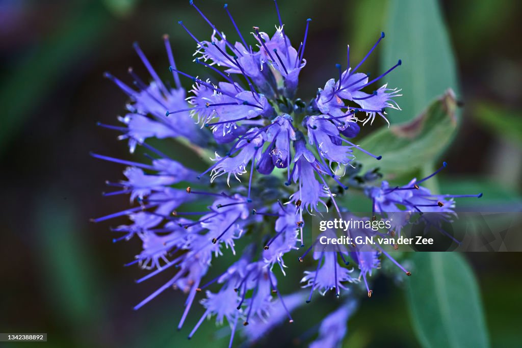 Caryopteris clandonensis "Heavenly Blue"