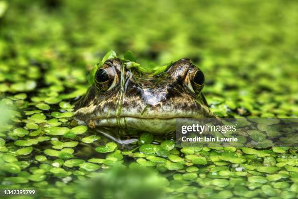 frog - wasserlinse stock-fotos und bilder