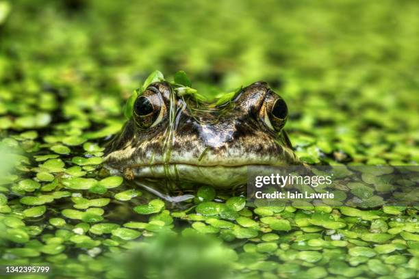 frog - amfibie stockfoto's en -beelden
