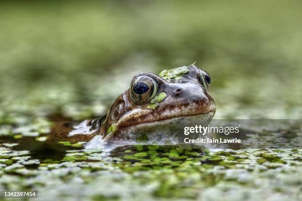 frog - grenouille rousse photos et images de collection