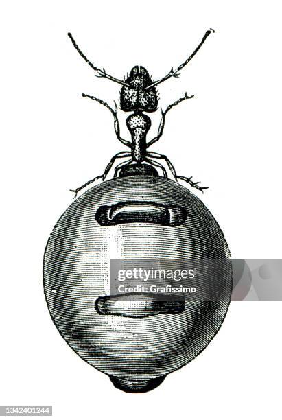 honeypot ant isolated on white drawing 1898 - honeypot ant stock illustrations