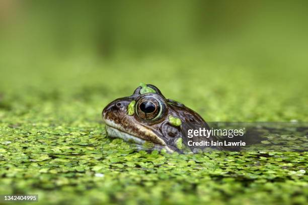 frog - frog stock pictures, royalty-free photos & images