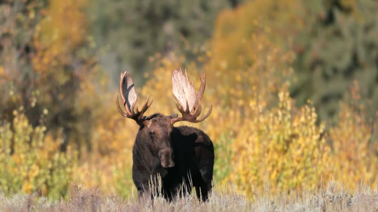 Fall Moose Real 3,924 Moose Stock Videos, Footage, & 4K Video Clips - Getty Images