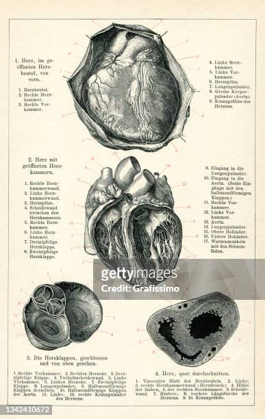 人間の心臓の医学のイラスト1898 - enciclopedia点のイラスト素材／クリップアート素材／マンガ素材／アイコン素材