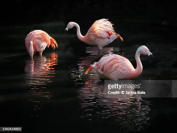 chilean pink flamingoes - colchester - fotografias e filmes do acervo