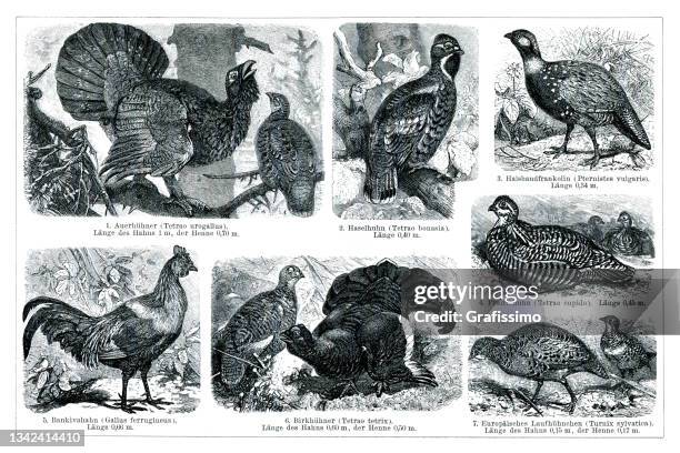different species of gamebird drawing 1898 - grouse mountain stock illustrations