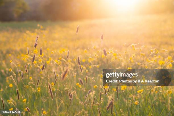warm summer sunlight on summer meadow grasses and buttercups - junho imagens e fotografias de stock