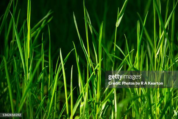 fresh green shoots on woodland grass in mid summer - blade of grass stock pictures, royalty-free photos & images