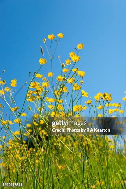 meadow buttercups against a clear blue sky - bukettranunkel bildbanksfoton och bilder