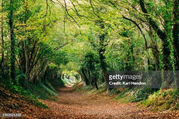 an autumn pathway - stock photo - sussex autumn stock pictures, royalty-free photos & images
