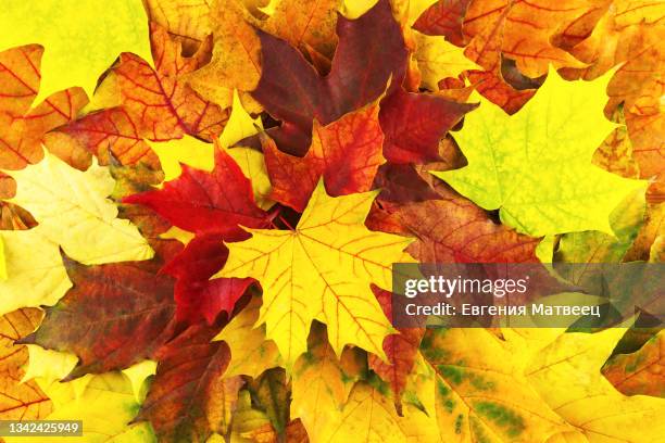 maple leaves multicolored full frame background texture. autumn concept. top view. flat lay. - autumn leaf color 個照片及圖片檔