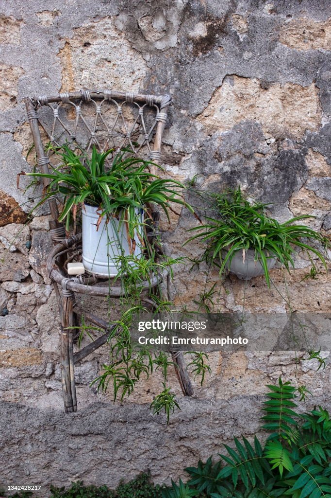 Flower pot standing on a chair on the wall.