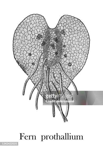 old engraved illustration of reproductive organs in ferns - fern prothallium - prothallium stock pictures, royalty-free photos & images