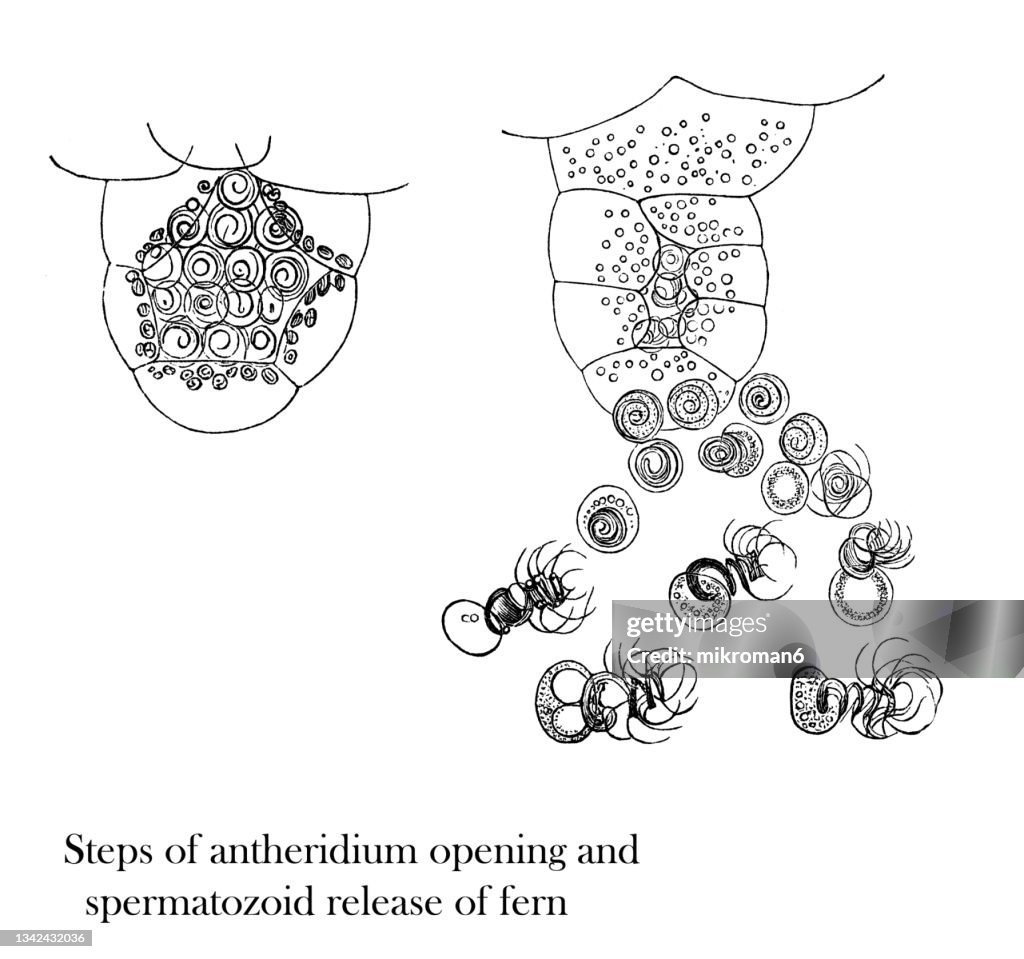 Old engraved illustration of reproductive organs in ferns - steps of antheridium opening and spermatozoid release of fern