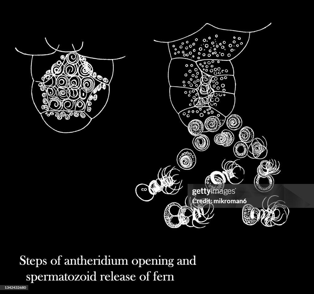 Old engraved illustration of reproductive organs in ferns - steps of antheridium opening and spermatozoid release of fern