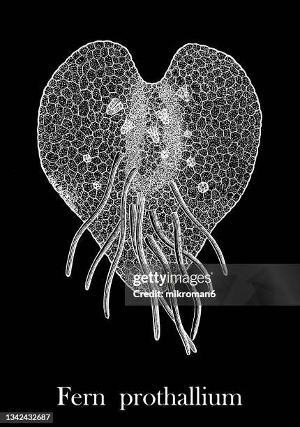 old engraved illustration of reproductive organs in ferns - fern prothallium - prothallium stock pictures, royalty-free photos & images