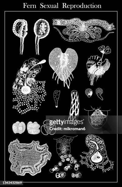 old engraved illustration of reproductive organs in ferns - prothallium stock pictures, royalty-free photos & images