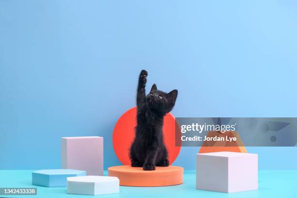 black cat posing in colorful geometry shapes - highlights hair stock pictures, royalty-free photos & images