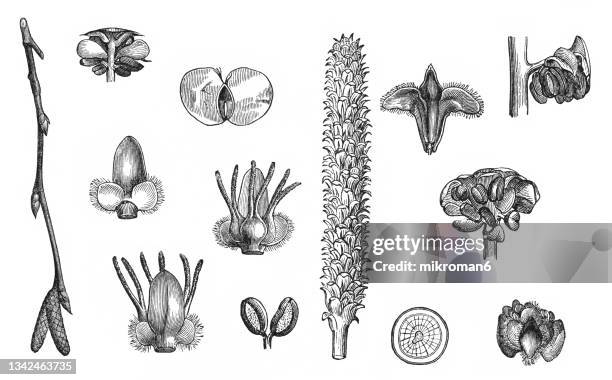 old engraved illustration of silver birch, warty birch, european white birch, or east asian white birch (betula pendula) - birch tree stock pictures, royalty-free photos & images