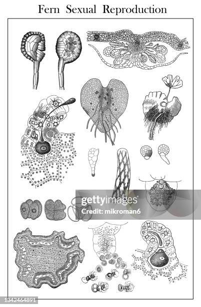 old engraved illustration of reproductive organs in ferns - prothallium stock pictures, royalty-free photos & images