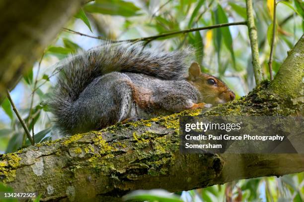 grey squirrel. sciurus carolinensis. sitting on a tree stump. - gray squirrel foto e immagini stock