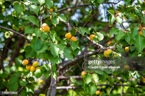 apricot tree in talas province, kyrgyzstan - abricoteiro - fotografias e filmes do acervo