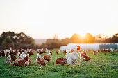 free range, healthy brown organic chickens and a white rooster on a green meadow.