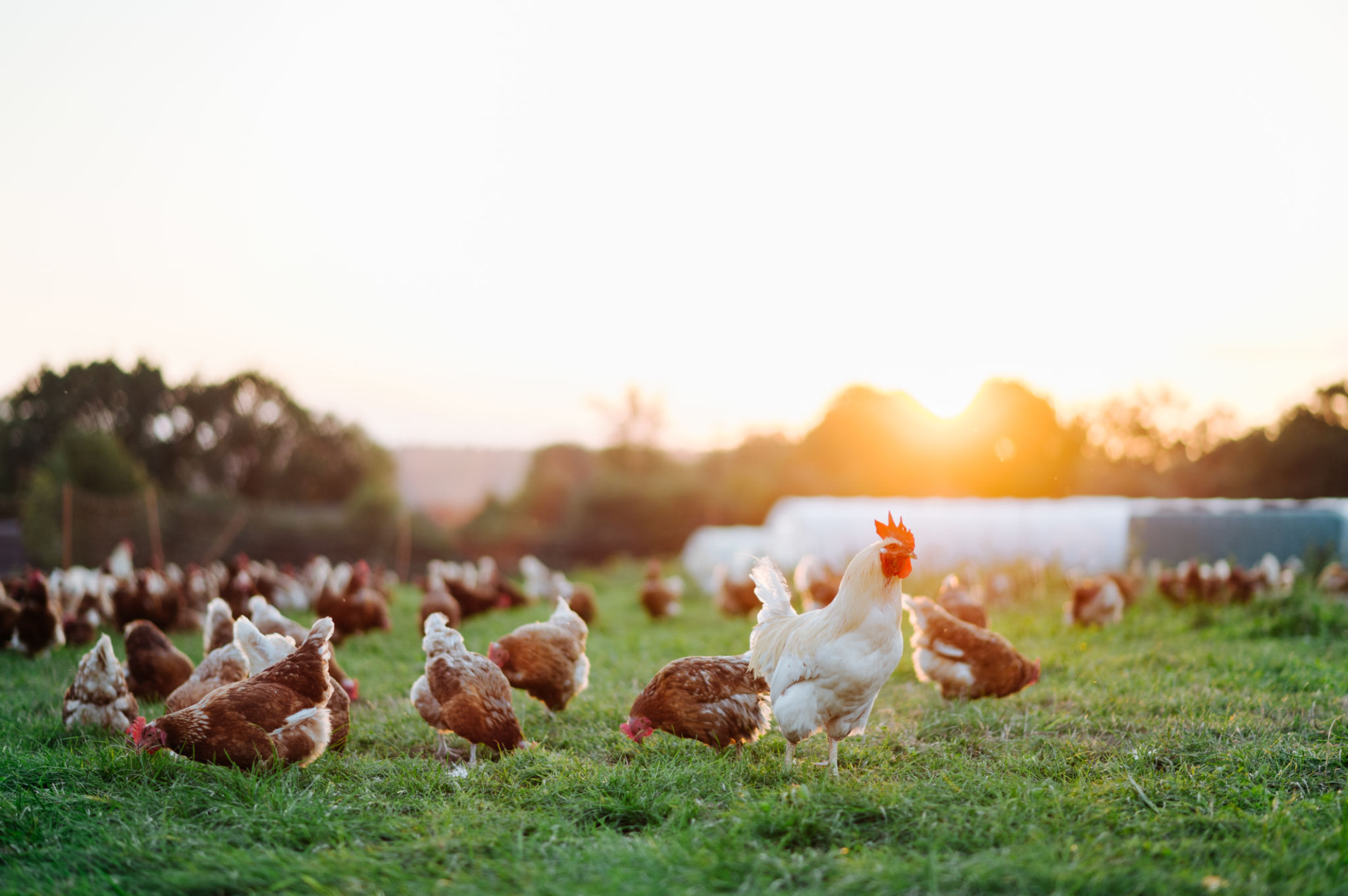 free range, healthy brown organic chickens and a white rooster on a green meadow. free range, healthy brown organic chickens and a white rooster on a green meadow.