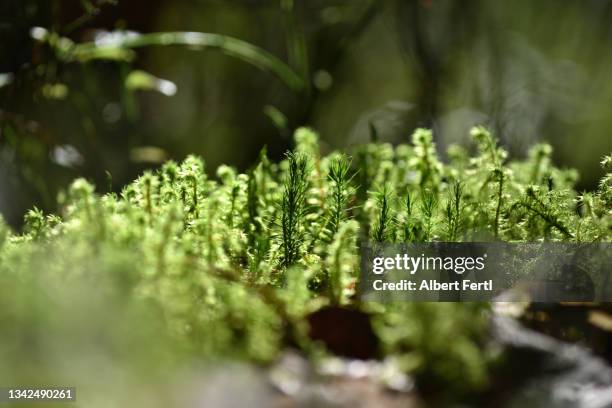 moos am waldboden - forest floor stock-fotos und bilder